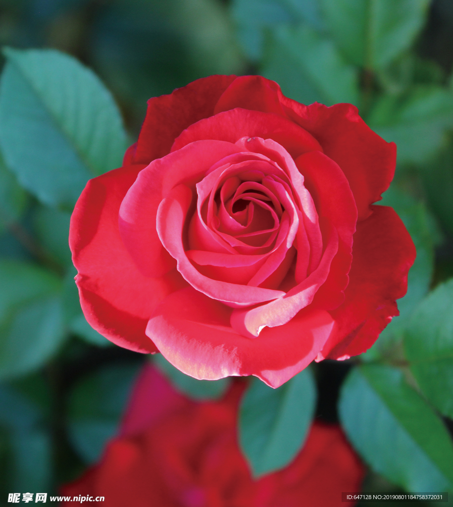 花  玫瑰花  玫瑰 绿色叶