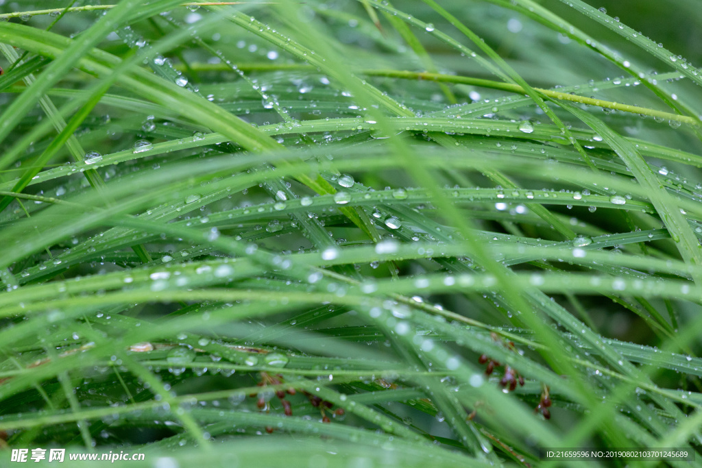 草丛  草  露珠  草特写