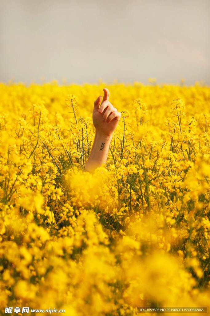 油菜花  黄色  手 花海