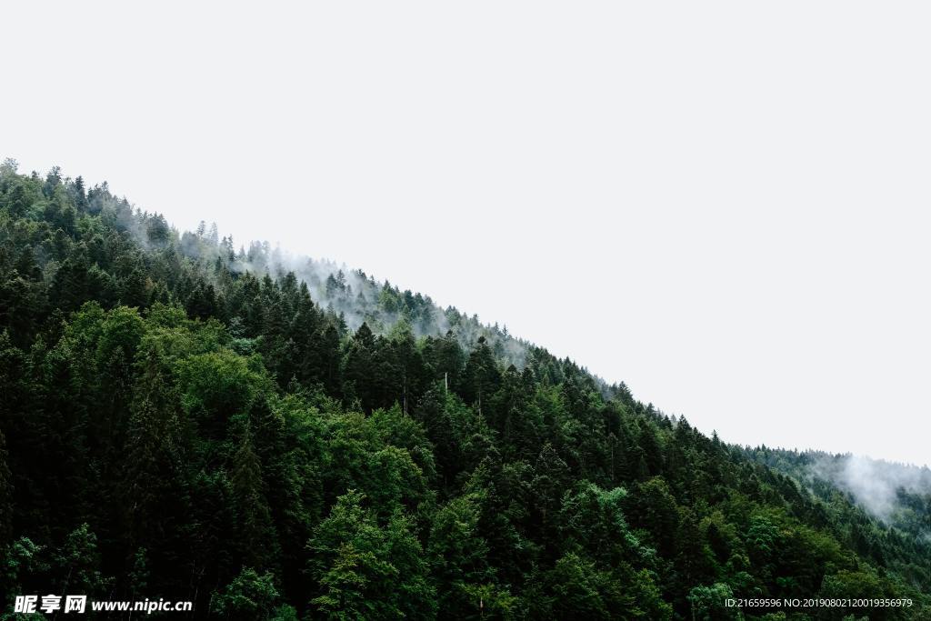 森林  山  雾   林海