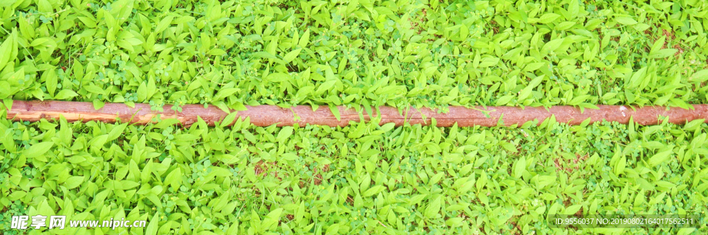 绿色清新植物背景图片