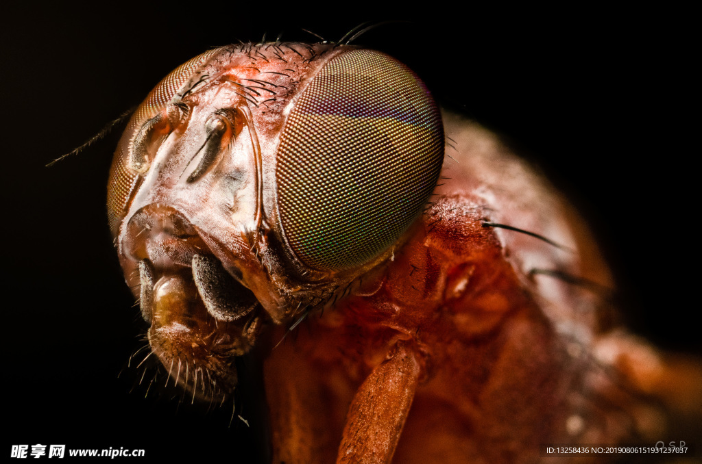 蚂蚁昆虫复眼图片