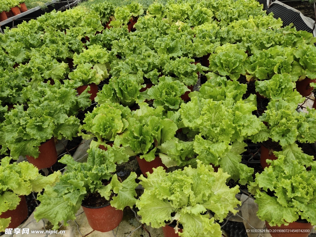 立体种植 蔬菜 生菜