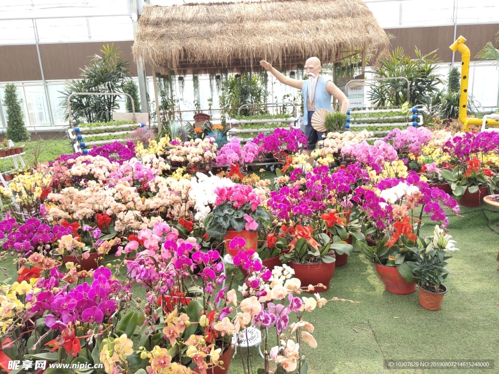 景观 花卉 蝴蝶兰