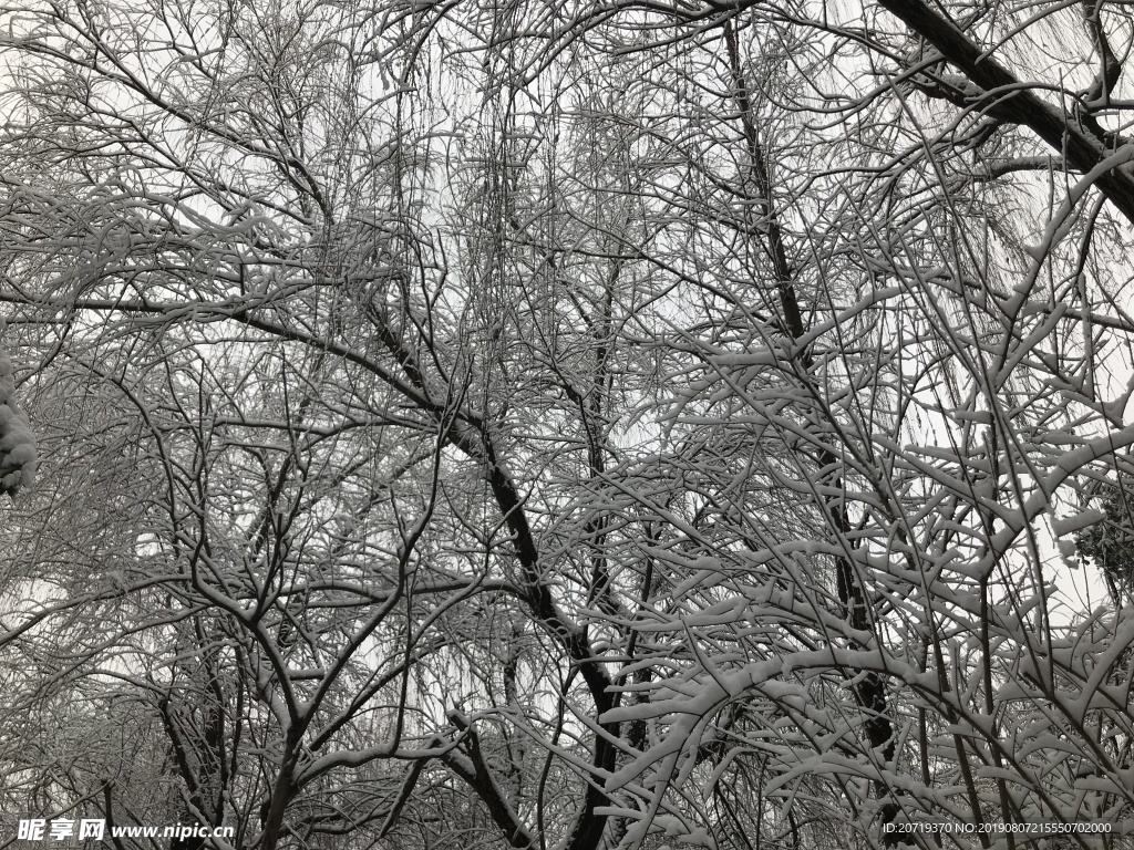 树上的雪