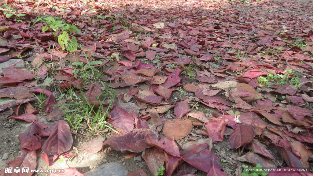 遍地红叶