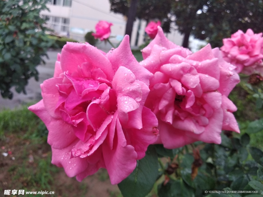 月季 月季花 花中皇后 月月红