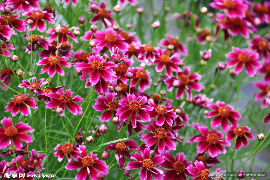 草莓柠檬汁 金鸡菊