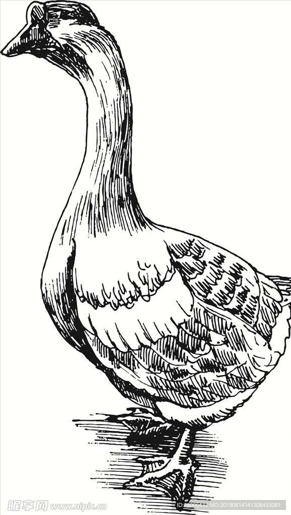 手绘矢量大鹅鸭子图