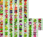 超市蔬菜水果名称签