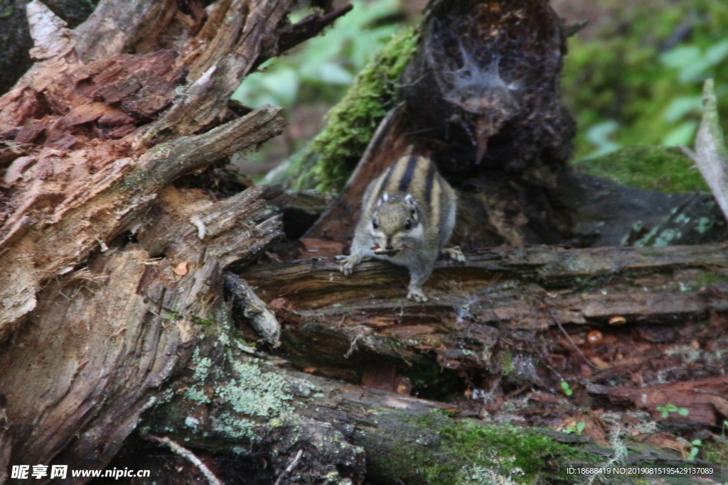 小松鼠叼东西