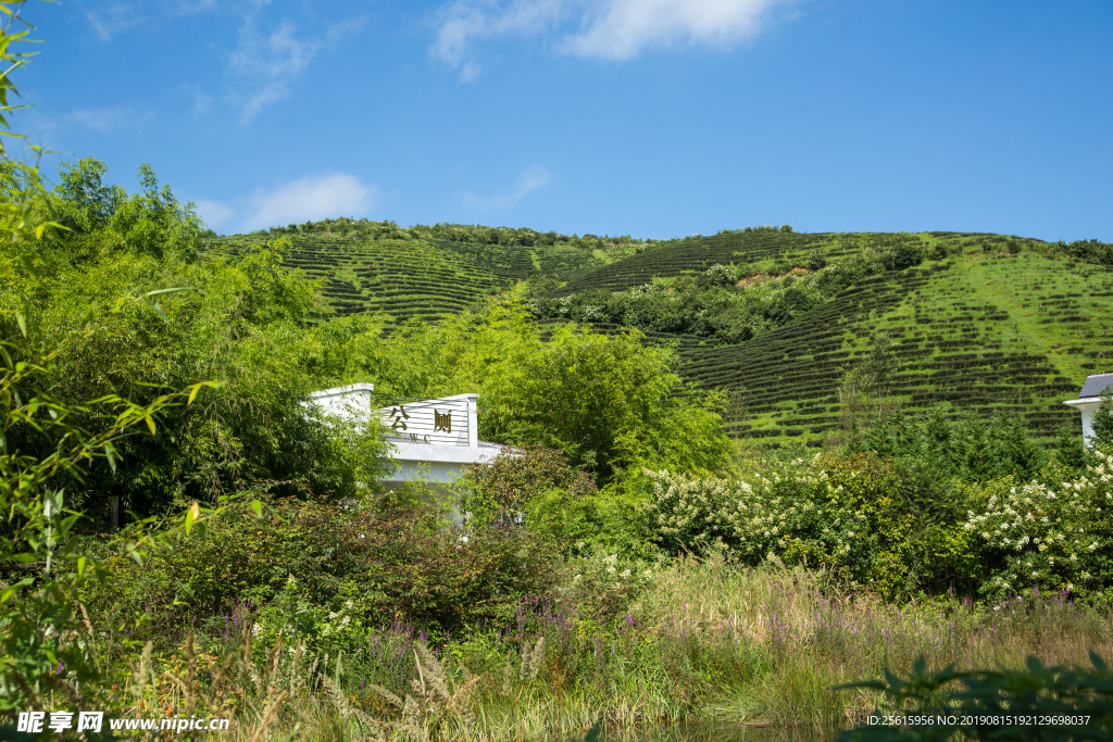 株洲龟龙窝茶园