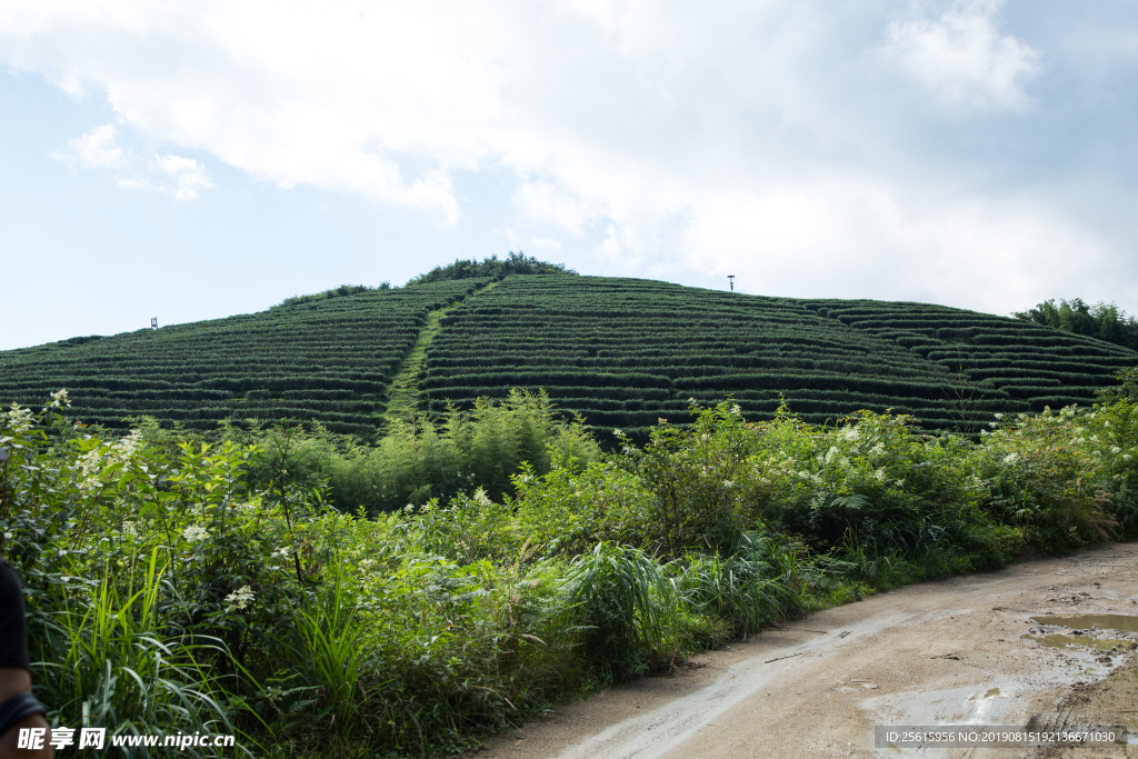 株洲龟龙窝茶园