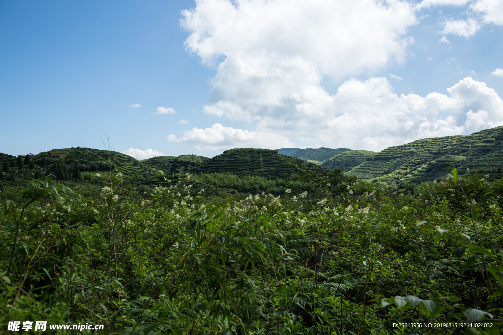 株洲龟龙窝茶园