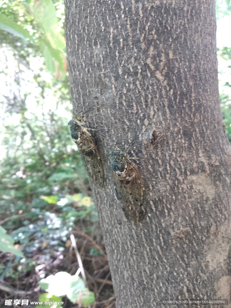 金蝉壳  蚱蝉 蝉 知了