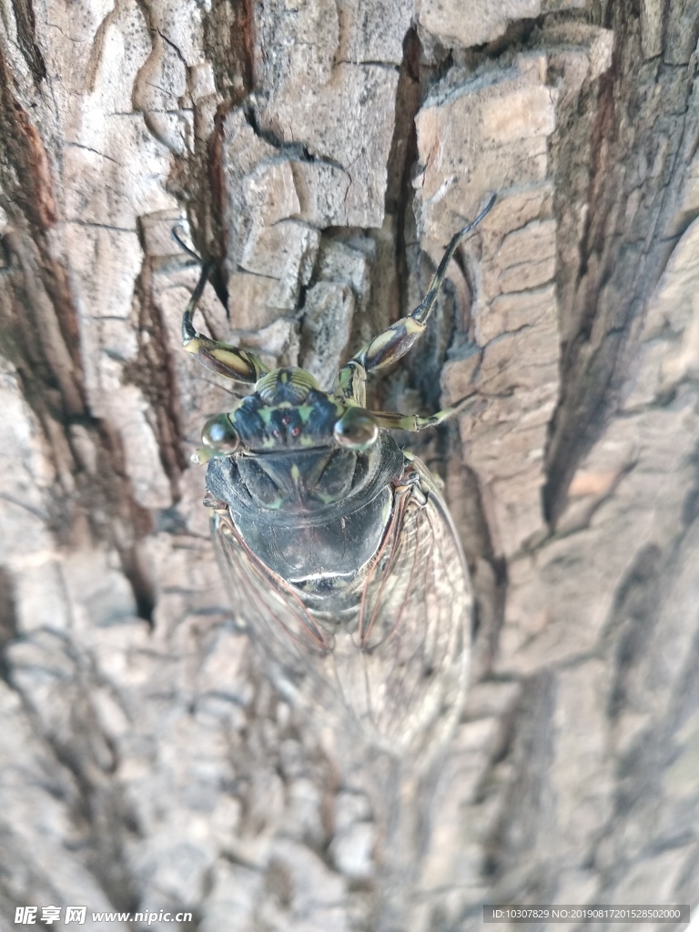 蚱蝉 蝉 知了 嘛叽嘹