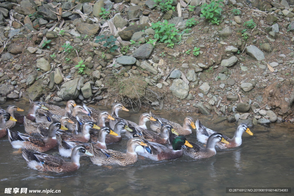 贺州瑶村农家乐水鸭