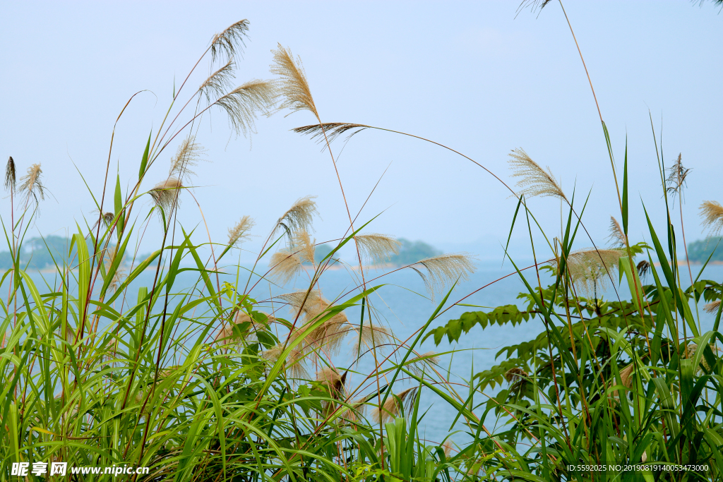 芦苇丛鲜艳池塘边