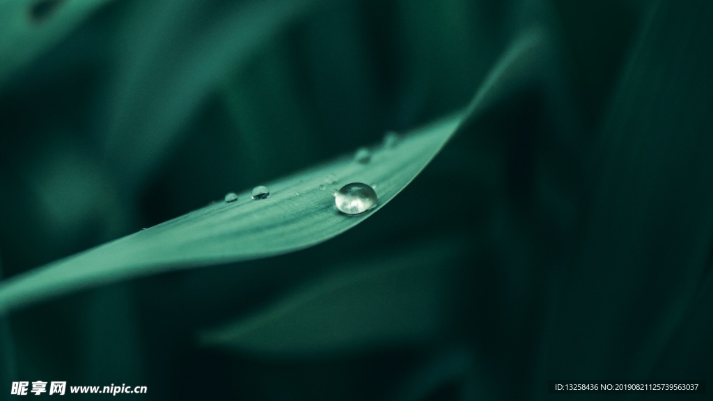 绿色树叶露珠