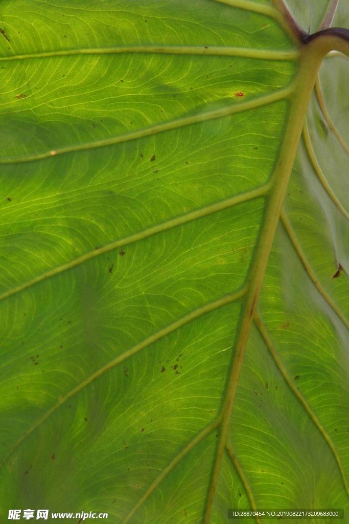 一片大叶子的底面