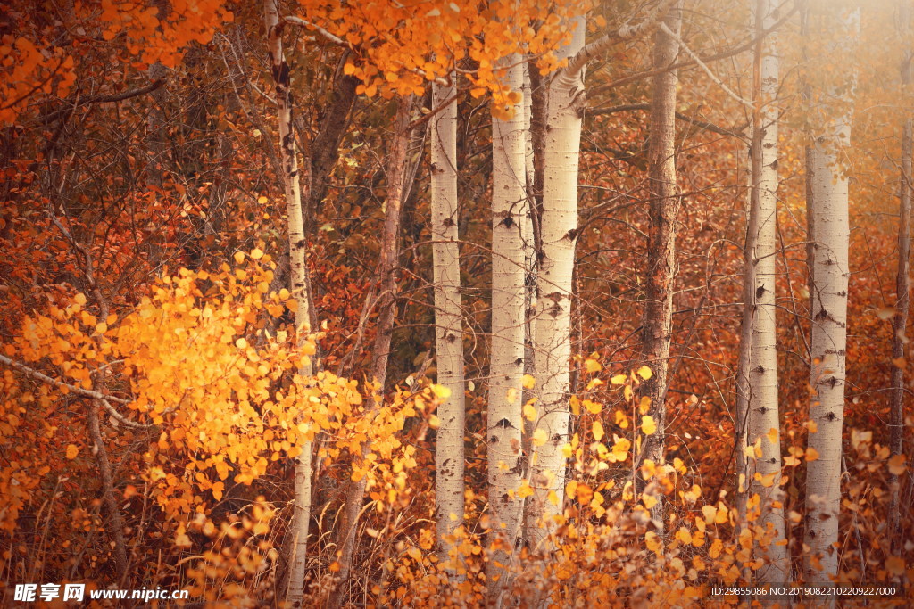 秋天树木唯美风景