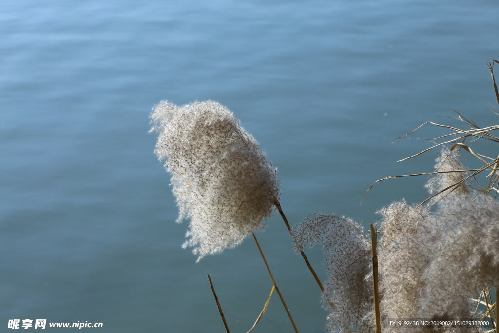 初冬芦苇花