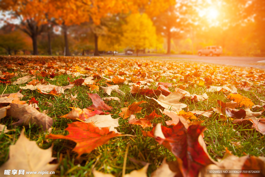 秋天草地上的落叶