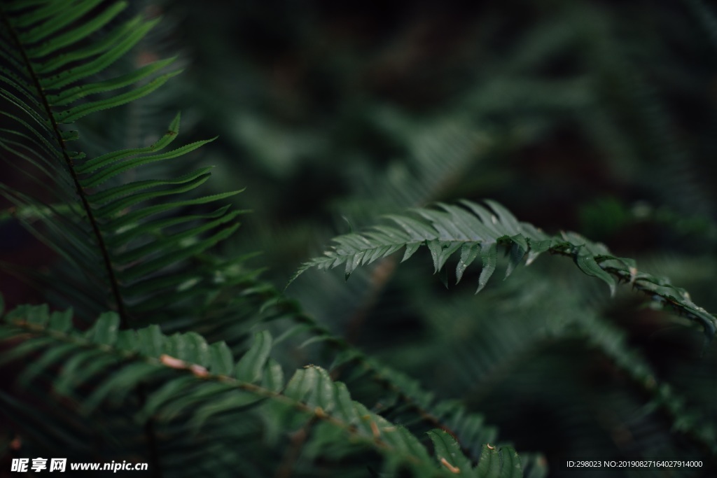 在昏暗环境光下的绿叶