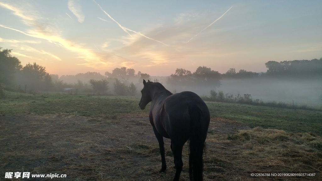 风景图片动物图片