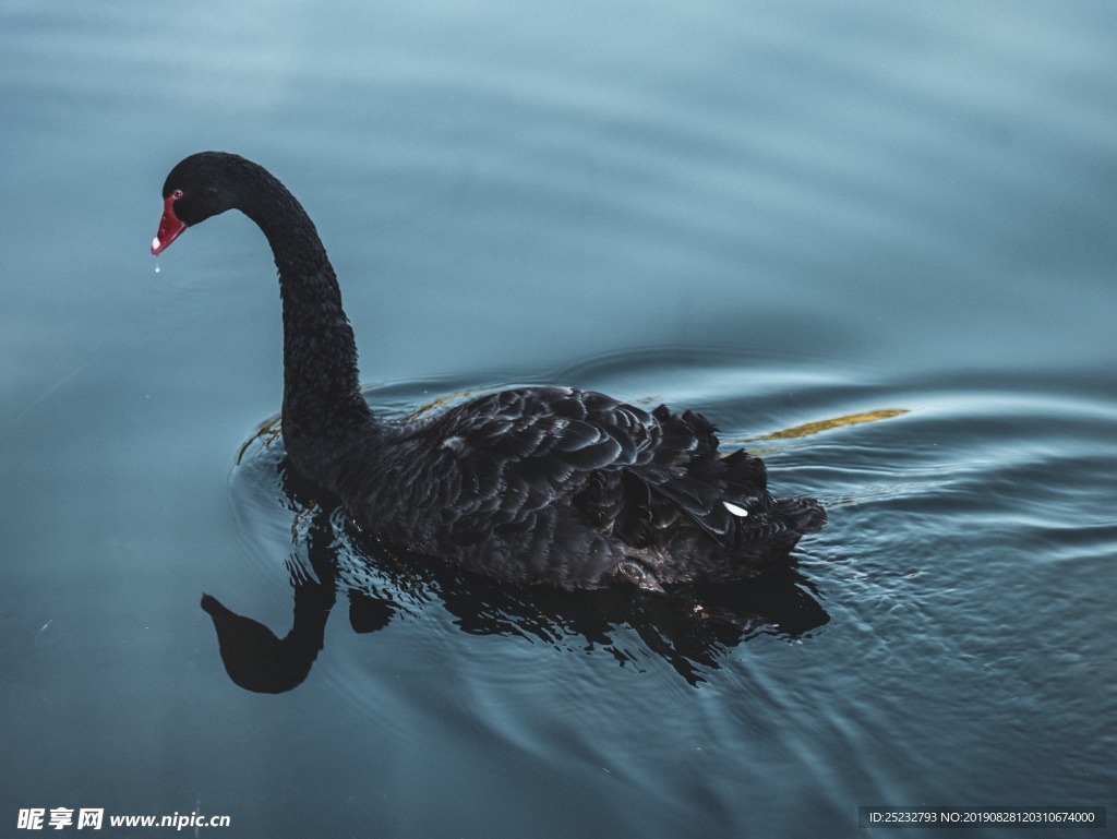 湖面黑天鹅