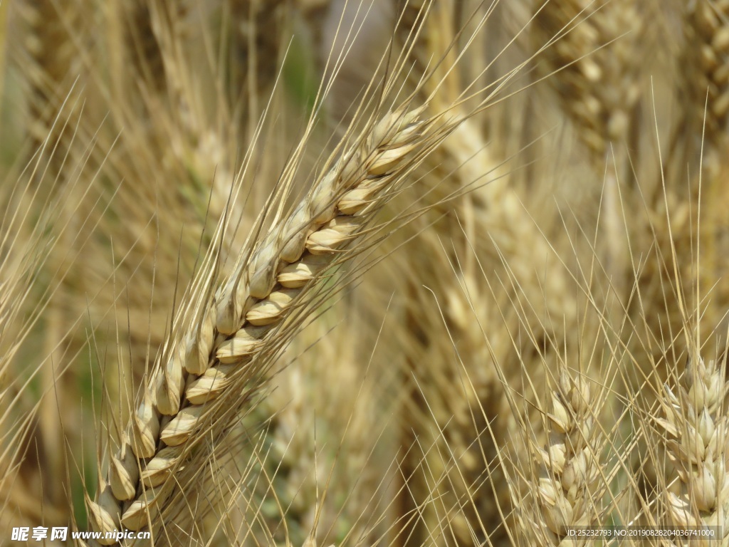成熟麦穗背景