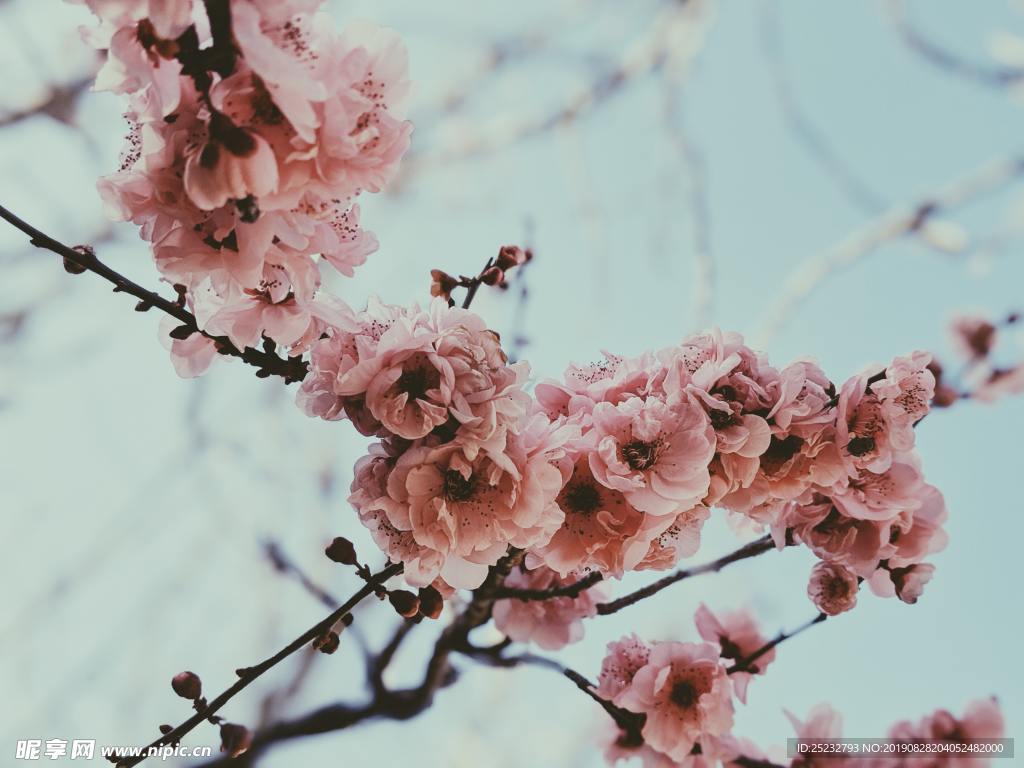 盛开的粉色桃花