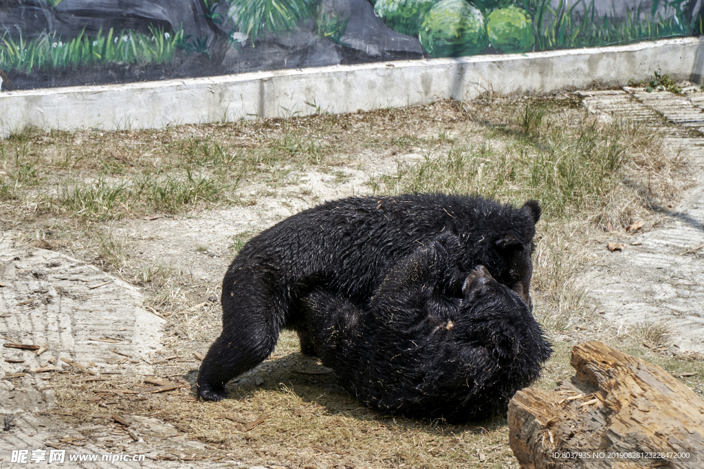 二只黑熊打架