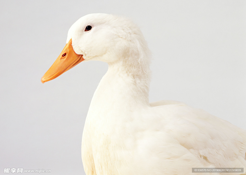 肥肥的白色鸭子特写