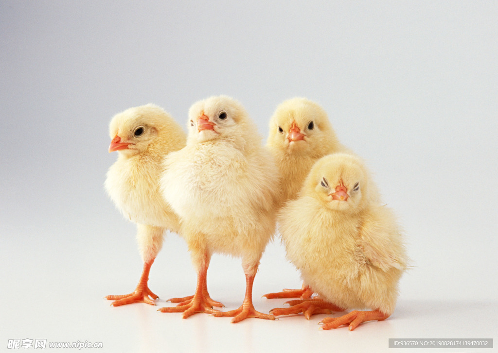 几只可爱的小鸡摄影