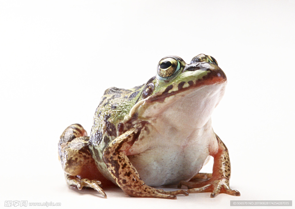 白肚皮的大青蛙摄影