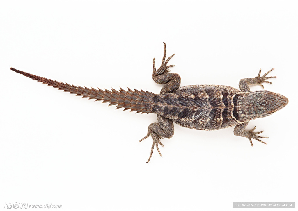 大型蜥蜴高清摄影