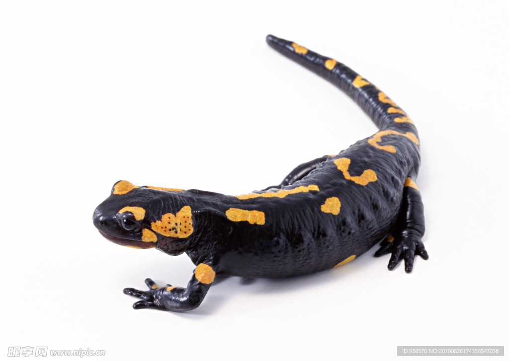 黄色斑纹的黑蜥蜴