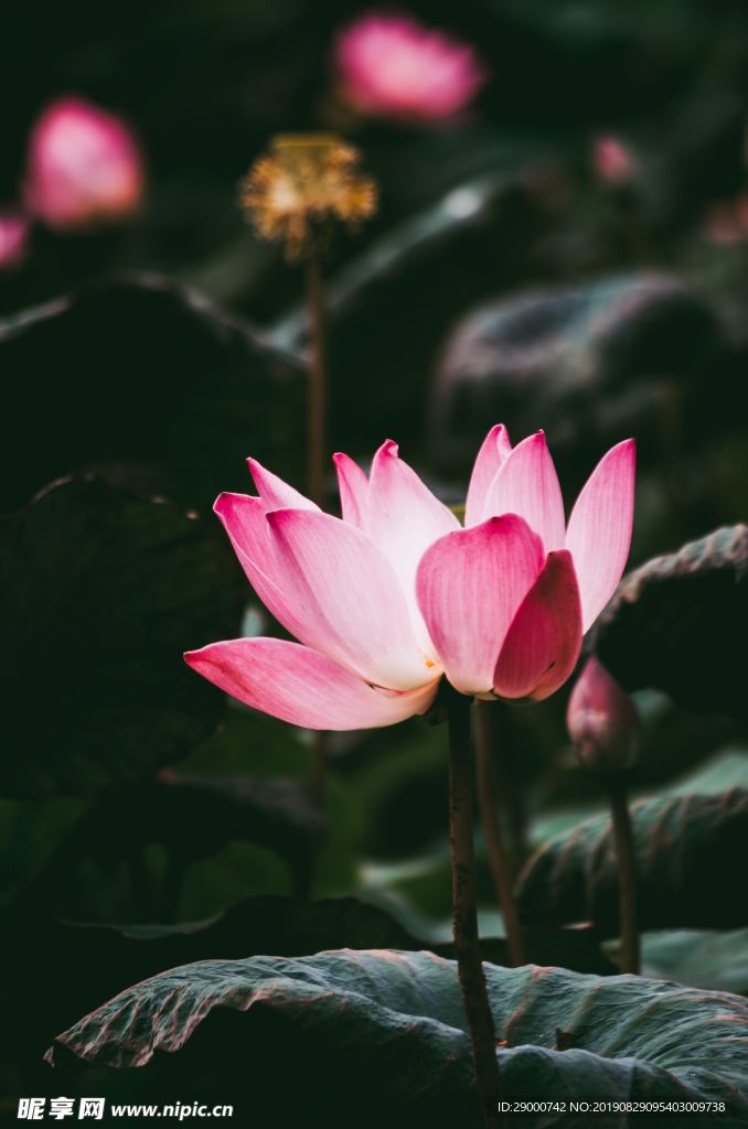 荷花 荷花素材 山水荷花