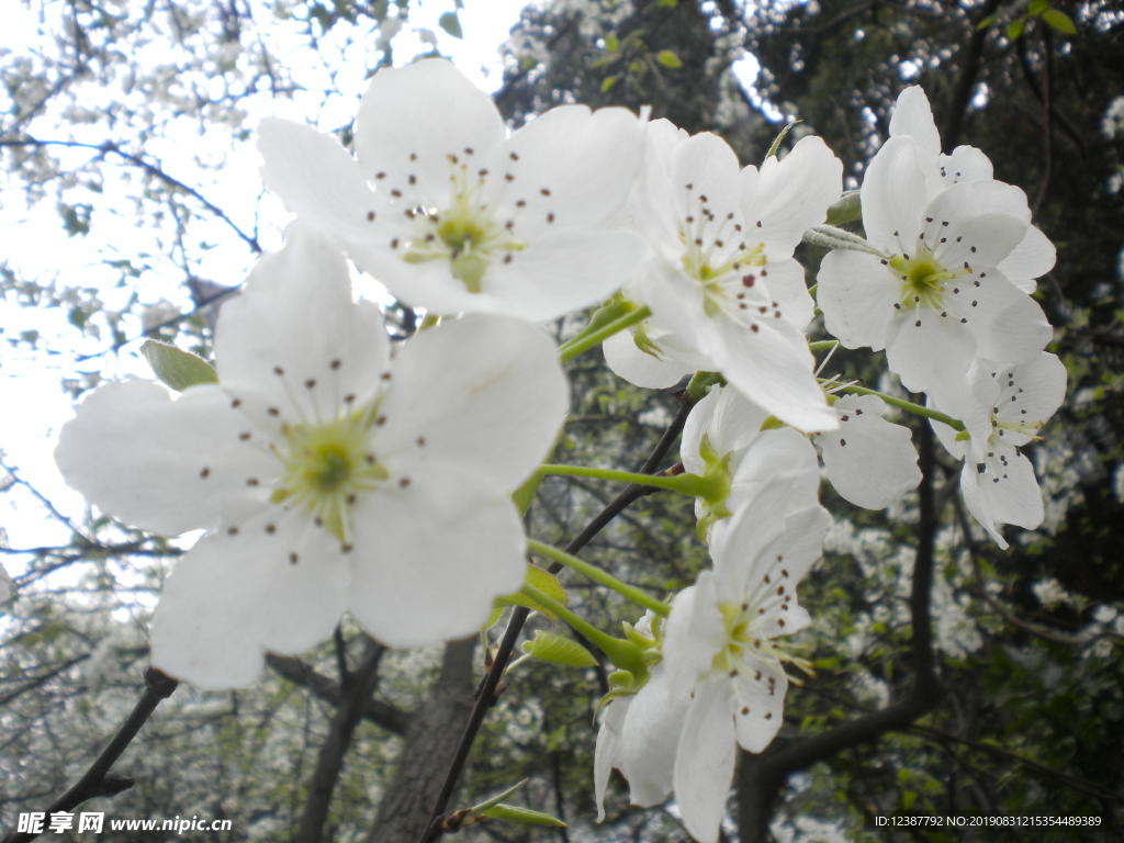 梨花