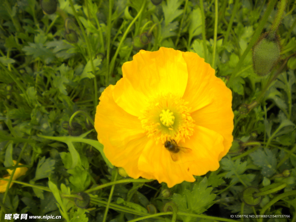蜜蜂 黄花 野花 风景 植物