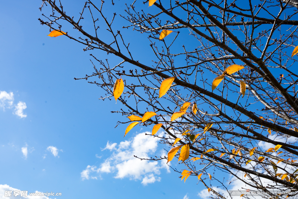 落叶 生机勃勃 天空 白云 树