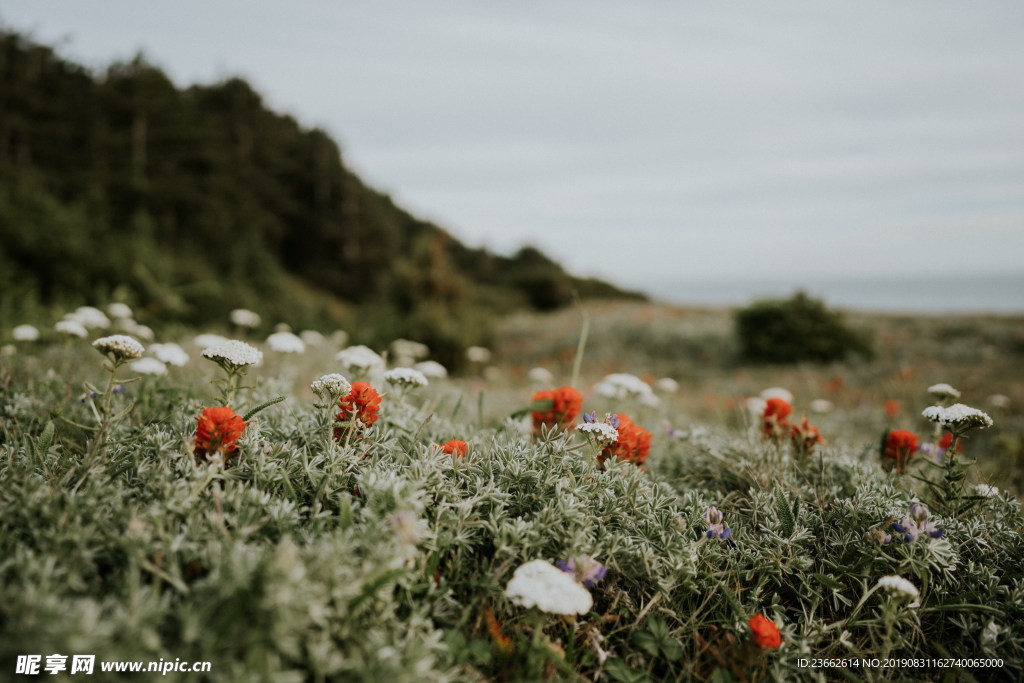 唯美清新梦幻花草
