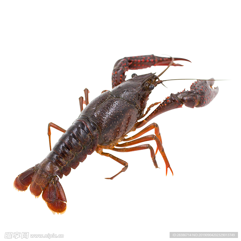 小龙虾免扣素材
