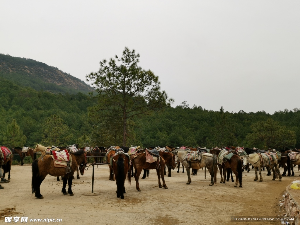 云南茶马古道上的马