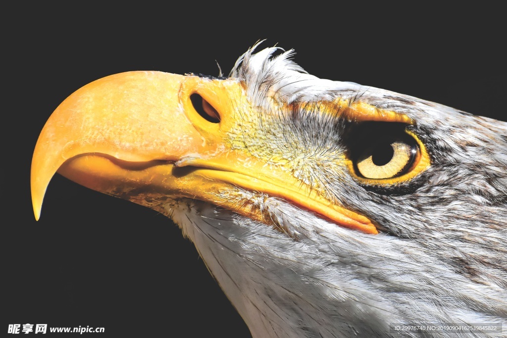 鹰 动物 高清图