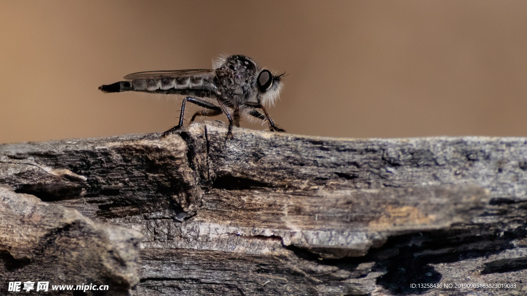 灰色蜻蜓昆虫背景