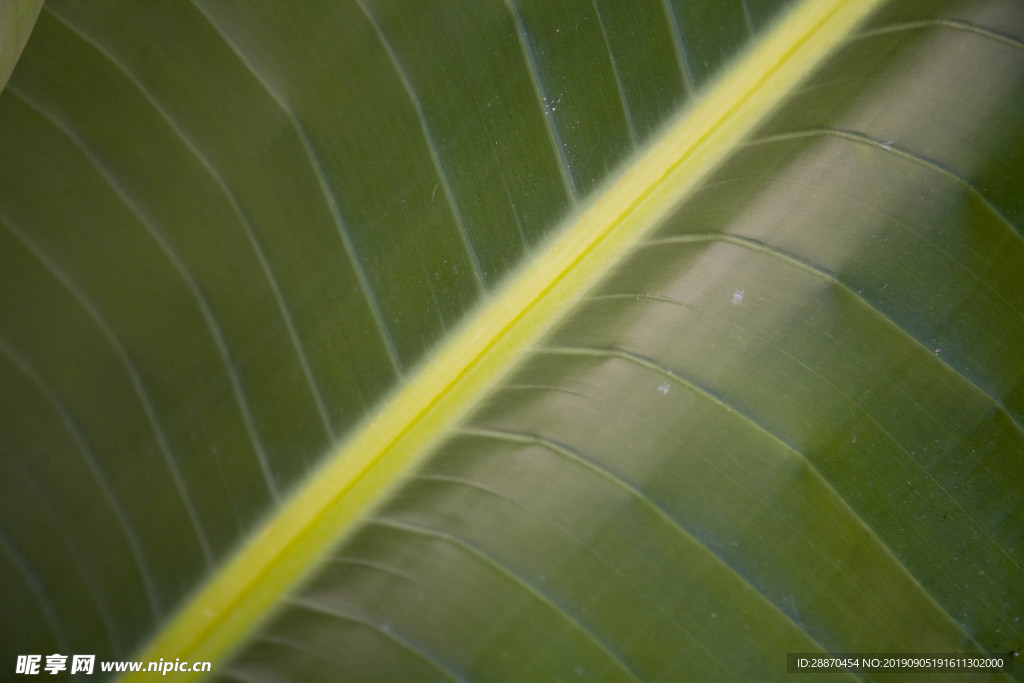 一片大绿色叶子的特写镜头