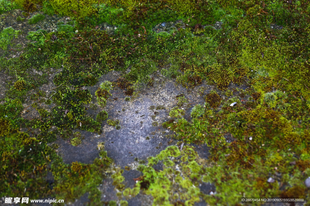 长满青苔的岩石