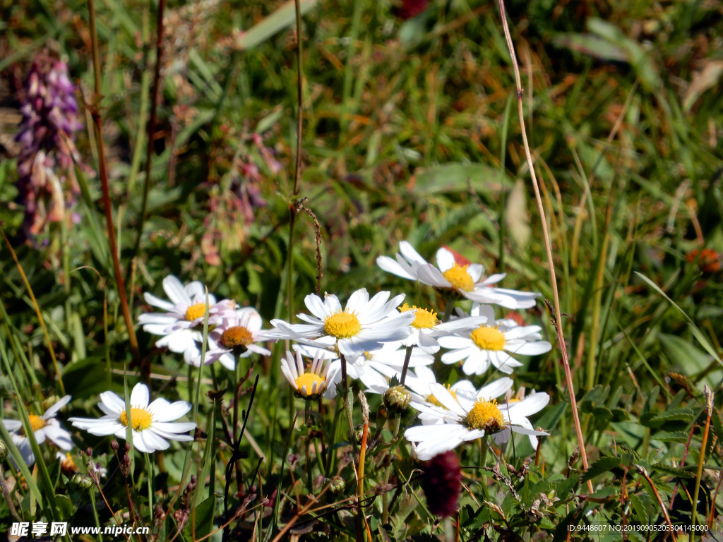 草原花朵